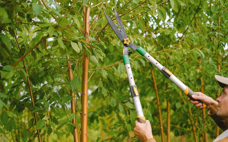 Tree trimming in Bridgeport, WV