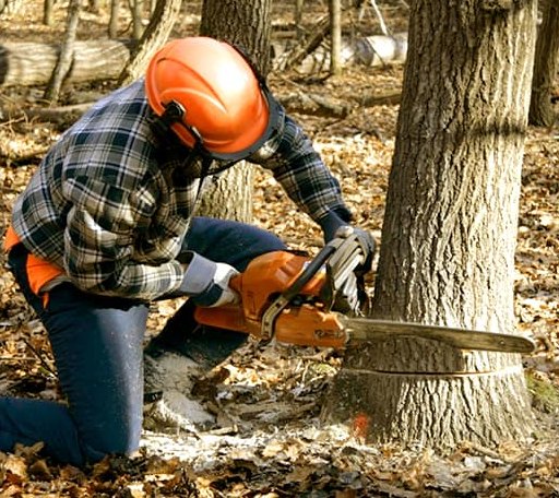 Tree Removal in Bridgeport, WV